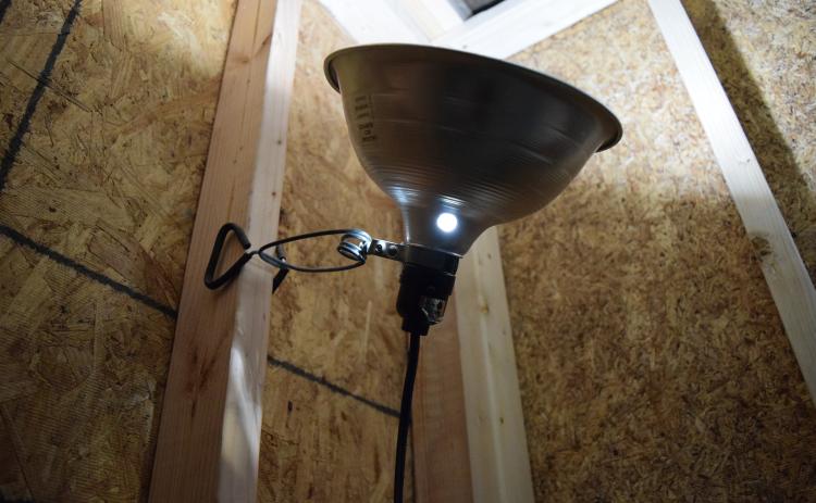 Heat lamps for livestock can be made safer by using clamps to secure them above an animal's reach. ALEXANDRIA RANDOLPH | DISPATCH RECORD