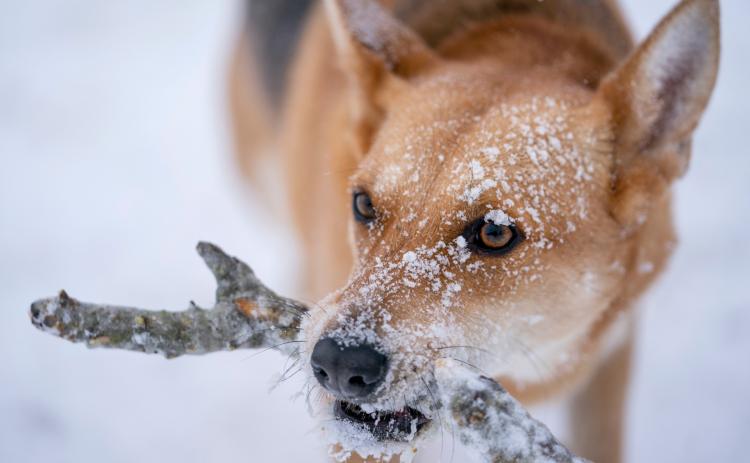 LAURA MCKENZIE | TEXAS A&M AGRILIFE Pet owners should be mindful about their animals when temperatures dip below freezing. A good, insulated shelter goes a long way, but it’s safer to keep them inside during extremely cold weather.