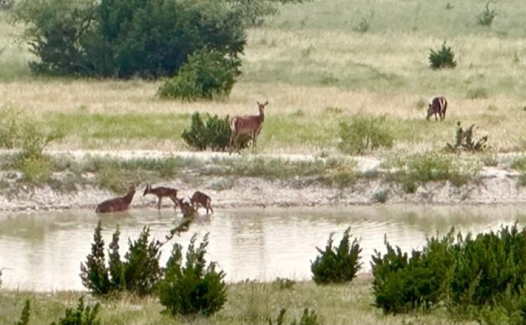 Joycesarah McCabe | Dispatch Record A herd of red deer (red stag) mamas water with their fawns on a Lampasas County cattle ranch that also raises some exotics. Predation can cost a producer dearly if the land isn’t managed well, and wildlife resources are at risk, too.