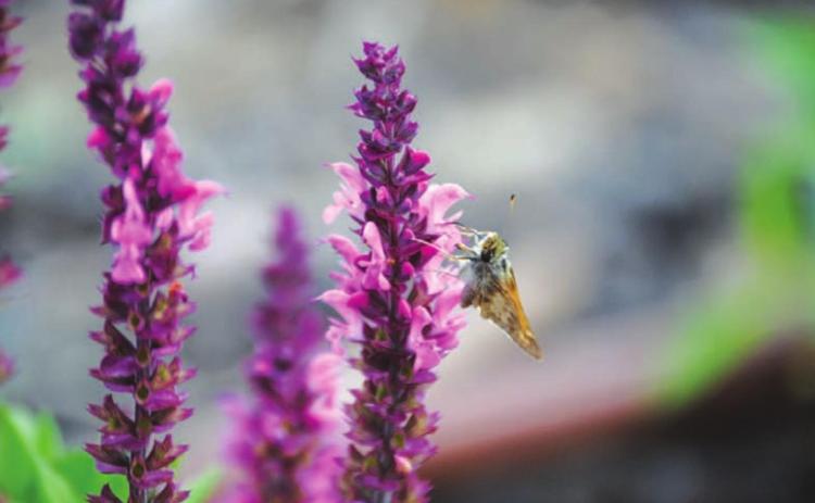 Earth Day 2022: Celebrate God’s creation