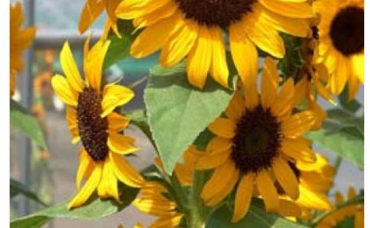 Sunflower Concert Bell 5 grows 10-12 flowers on each stem. COURTESY PHOTO | ALL-AMERICA SELECTIONS