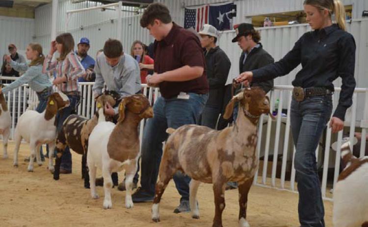 The 2026 Lampasas County Youth Livestock Show will get underway on Wednesday. Over 200 exhibitors are slated to compete in the fourday event. FILE PHOTO