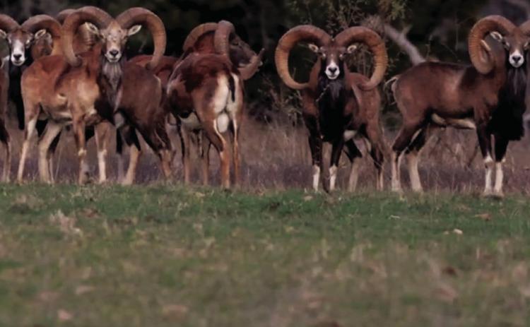 COURTESY PHOTO The recently sold Smith Ranch straddling the Lampasas-Burnet county line is home the massive Smithberg ram, a crossbreed developed on-site. Exotic games also roam the property.