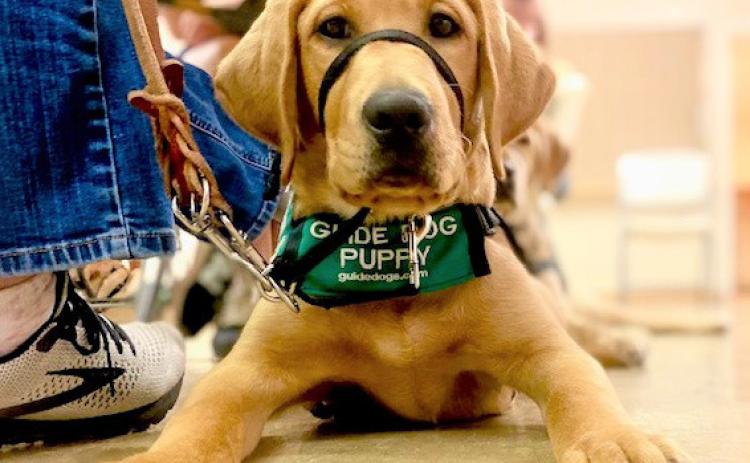 Jovie is an ADA-protected guide dog puppy in training. She is learning how to function as a dog and handler team. Joycesarah McCabe | Dispatch Record
