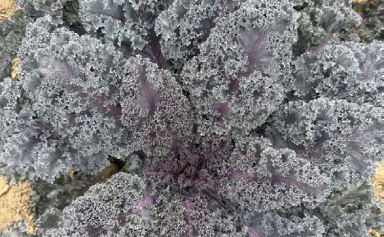 Rubybor kale with its outstanding flavor and beauty is a 2026 All-America Selections Gold Medal Winner in both the flower and vegetable category. COURTESY PHOTO | ALL-AMERICA SELECTIONS