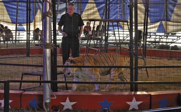 Culpepper &amp; Merriweather Circus big cat expert Trey Key helps the tiger Delilah make her way across the ring during Monday’s show in Lampasas. More photos from the Kiwanis Club-sponsored circus are inside on page 5. ERICK MITCHELL | DISPATCH RECORD