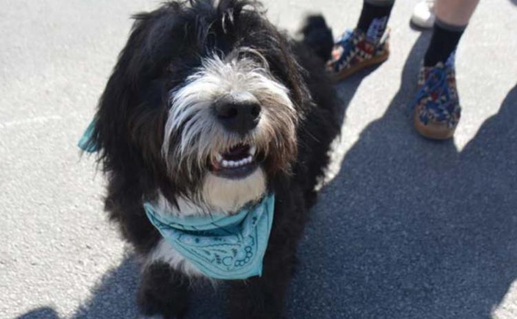 Pooch enjoys outing downtown