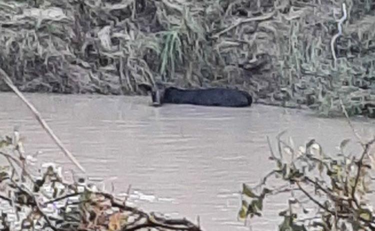 A survivor of the flood, this cow spent the night in the water but was saved after it found a high spot on the bank on which to stand. The cow was pulled from the Lampasas River the next morning when it was safe to reach her. JODI STURGEON | COURTESY PHOTO