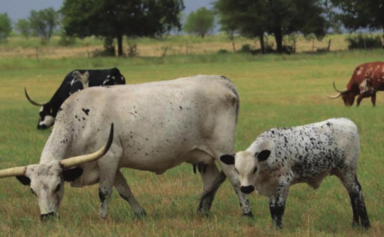 This photo by Emilee Haubner — the winner of the Lampasas Dispatch Record’s Guide to Lampasas magazine photo contest — exemplifies the ranching heritage that this year’s magazine highlights. EMILEE HAUBNER | COURTESY PHOTO