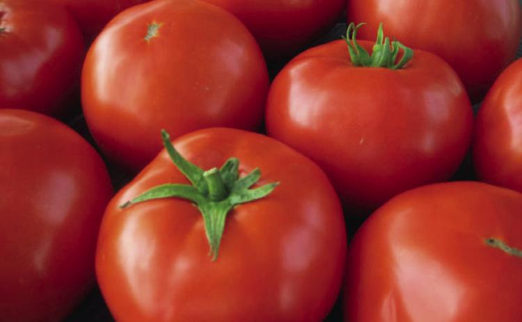 A single tomato plant can produce an average of eight pounds or more of tomatoes. COURTESY PHOTO | ALL-AMERICA SELECTIONS