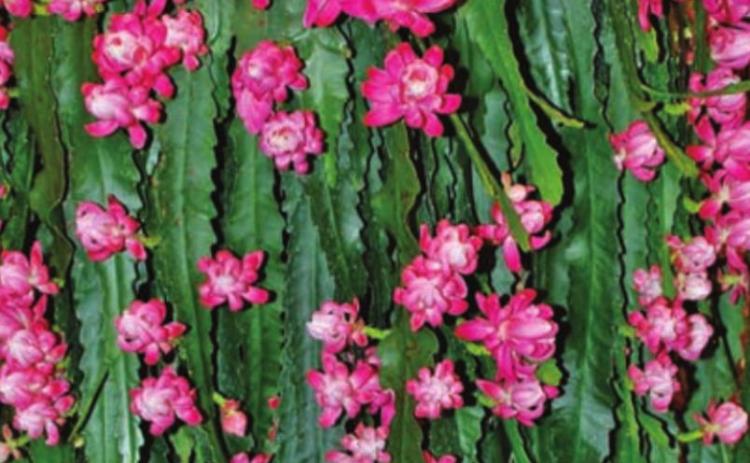 Christmas cactus is a general name given to a small group of cacti called Schlumbergera that are native to southeastern Brazil’s coastal mountains. COURTESY PHOTO | MELINDAMYERS.COM
