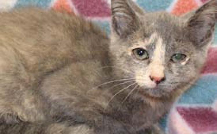 Janet is a female, 11-week-old kitten available at Lampasas Animal Shelter. courtesy photo | Lampasas Animal Shelter