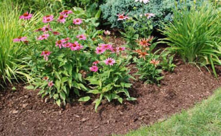 Beneficial shredded leaf mulch is added to a fall perennial garden. COURTESY PHOTO | WWW.MELINDAMYERS.COM