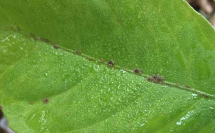 Scale insects may be dining on your houseplants if you notice a sticky substance on its leaves and bumps on the upper and lower surface of the plant’s leaves and stems. MELINDAMYERS.COM | COURTESY PHOTO