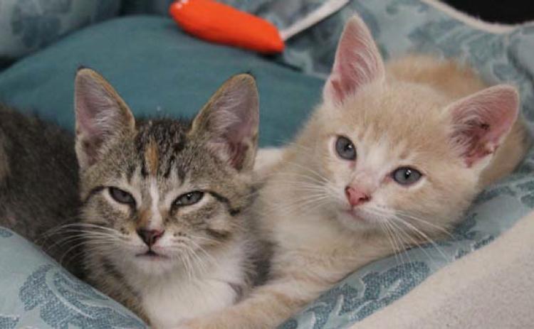 The shelter started a foster program in Feburary, so volunteers can foster kittens like Cash and Claudia. courtesy photo