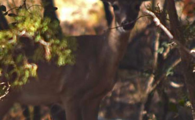 Thick cedar brush obscures a hiding doe on a hot afternoon. Safe practices suggest hunters not shoot unless they are fully certain of their target. alexandria randolph | dispatch record
