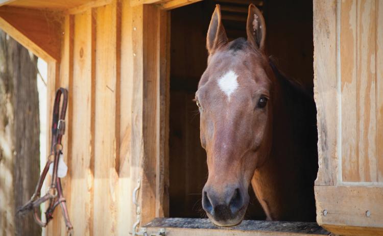 courtesy photo An unclipped horse can go without a blanket, even when temperatures dip to 30-40 degrees F., according to The Horse magazine’s checklist for equine health. A clipped horse, however, will need a blanket to protect it from hypothermia.