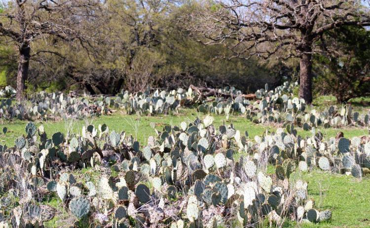 Prickly pear can quickly take over a pasture, robbing water and nutrients from desirable grasses and other plants. Prickly pear reduces the production of agricultural land and can be harmful to livestock and wildlife if spines are ingested. Joycesarah McCabe | Dispatch Record