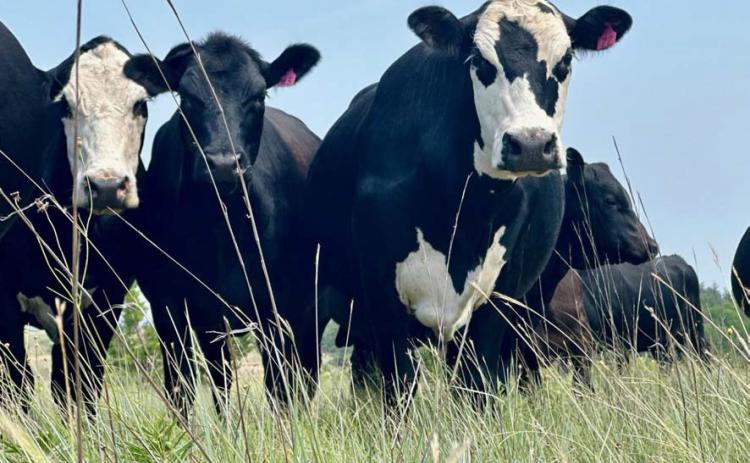 Black Baldy cattle stand in a healthy native pasture on a commercial cattle ranch in Lampasas County. JOYCESARAH MCCABE | DISPATCH RECORD