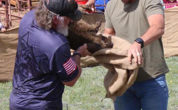 Clayton Shaw, left, and Eric Malmin flipped the script on this swine to finish in fourth place during the 2024 hog sacking event. MASON HINES | LAMPASAS DISPATCH RECORD