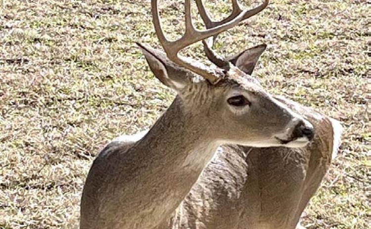 Many hunters will be seeking a buck when they head to the deer blind or stand in the upcoming weeks. There is a five-deer limit in Lampasas County, with no more than two bucks harvested by a licensed hunter. Antler restrictions do apply. PATSY STONEHAM | COURTESY PHOTO
