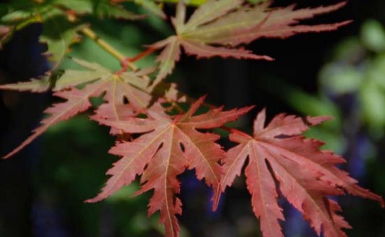 Each fall as the days shorten, deciduous shrubs and trees like this Arctic Jade Korean Maple begin their transformation as the plants produce less chlorophyll. MELINDA MYERS, LLC | COURTESY PHOTO