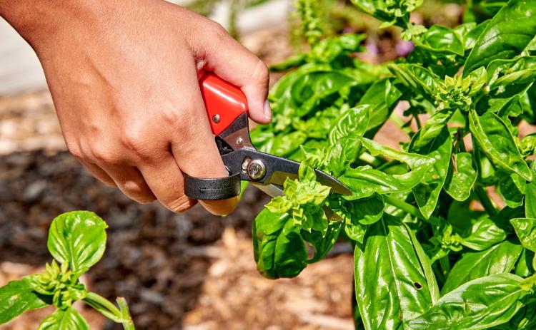 This gardener is using an Ergocut deadheader in the garden. courtesy photo | corona tools