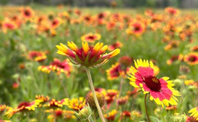 The bluebonnets might be gone, but the wildflower season continues on strong. joycesarah mccabe | dispatch record