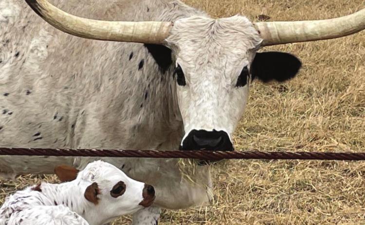 This newborn calf photo is one of several submissions from Mike Linder that depict ranch life in Lampasas County. MIKE LINDER | COURTESY PHOTO