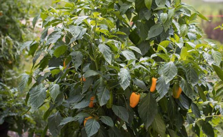 Peppers can be grown in container gardens or the ground. COURTESY PHOTO | ALL-AMERICA SELECTIONS