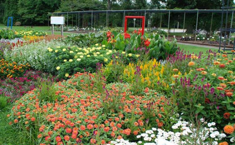 An AAS trial garden at Boerner Botanical Gardens offers a setting that evaluates plants for qualities suitable to the home garden. courtesy photo | melindamyers.com