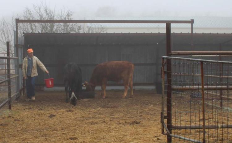 Steve Cook feeds his cattle grain at his 700-acre ranch, where he employs military veterans transitioning into the civilian life. VERONICA BUTLER | DISPATCH RECORD