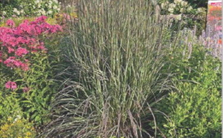 Blackhawks big bluestem grass is surrounded by garden phlox, Agastache, coreopsis and panicle hydrangea. COURTESY PHOTO | MELINDAMYERS.COM