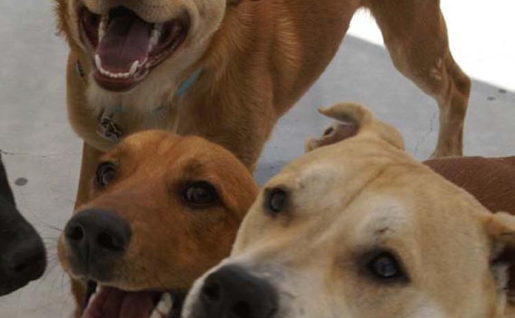 A trained dog is a happy dog, Lampasas Animal Shelter officials said. Training demos are open to the public on Saturday at Lampasas Animal Shelter. courtesy photo