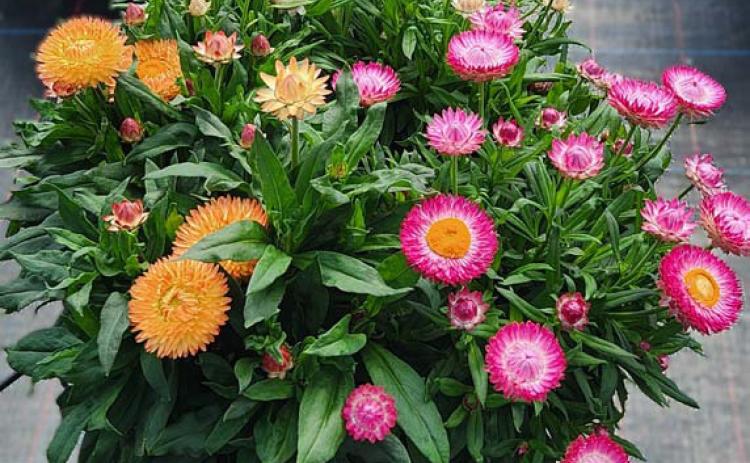 Peachy Keen, Pink and White Granvia strawflowers combine nicely, creating a colorful container garden. courtesy photo | Suntory Flowers