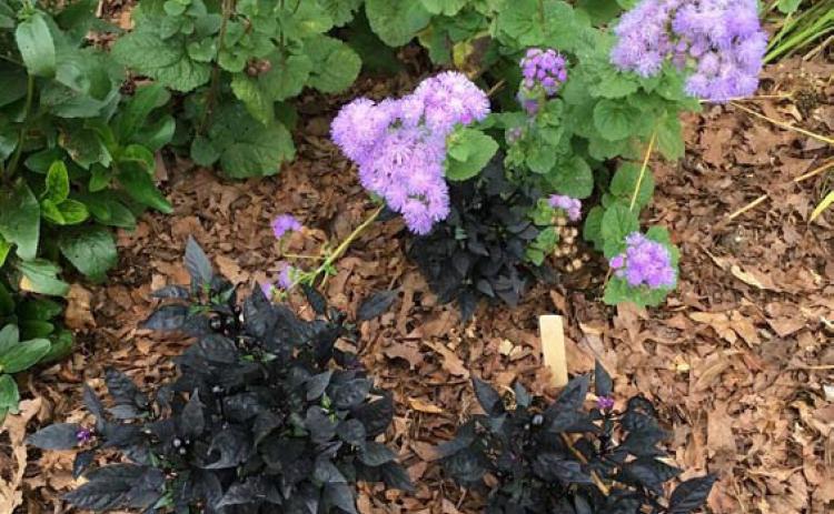 Leaf mulch conserves moisture, reduces the risk of erosion and compaction, suppresses weeds, and improves the soil as it decomposes. courtesy photo | melindamyers.com