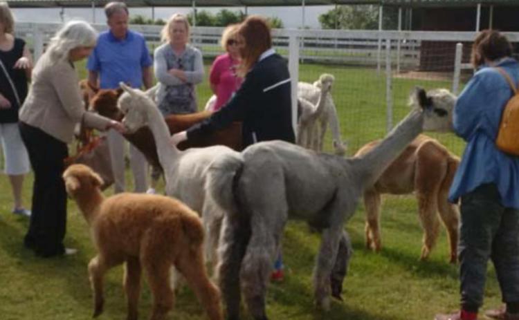 Travel club visits alpaca farm