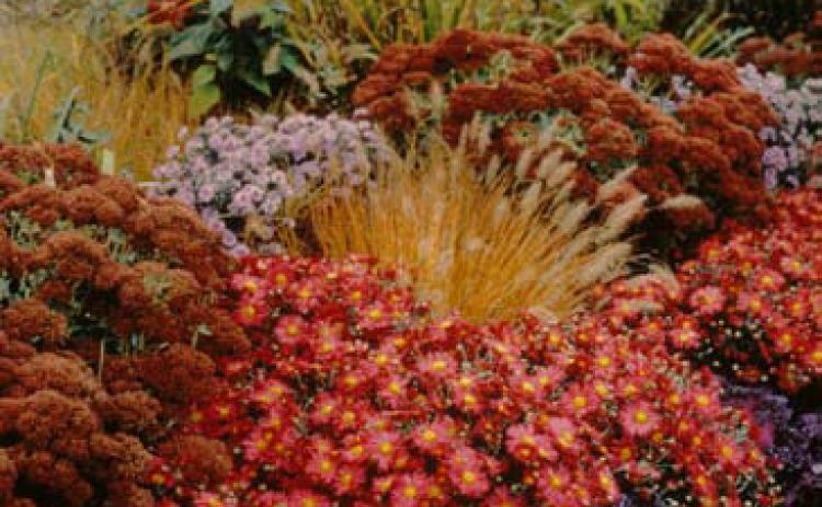 Autumn Red chrysanthemum is shown with ornamental kale and grasses in the garden. MELINDA MYERS, LLC | COURTESY PHOTO