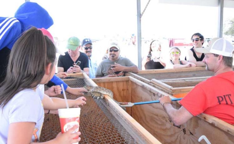 Stephen Hamilton, at left, a member of the Diamondback Jubilee pit crew, holds a rattlesnake up for onlookers to see during the counting and measuring of snakes on Saturday. ALEXANDRIA RANDOLPH | DISPATCH RECORD