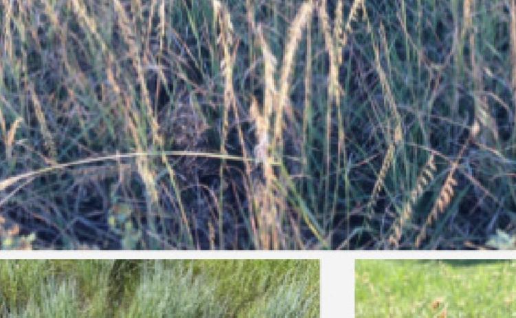 Plant identification and grazing management will be among the topics at the Lampasas &amp; Mills Range Tour on Wednesday. COURTESY PHOTO