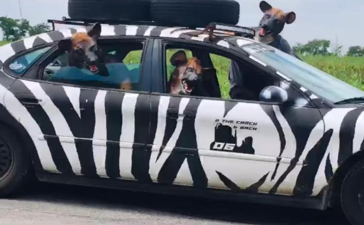 The “2 the Crack and Back” car race – which takes participants to the Grand Canyon and back to Lampasas – features a number of zany antics, as shown by this animal-costumed team using a “Lion King” theme. 2 THE CRACK AND BACK FACEBOOK PAGE