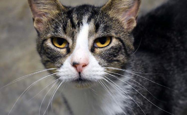 Mr. Whiskers is one of the cats that is up for adoption at the Lampasas Animal Shelter. A population of feral cats can be a challenge for a community due to high rates of reproduction. JOSEPH NEUENSCHWANDER | LAMPASAS DISPATCH RECORD