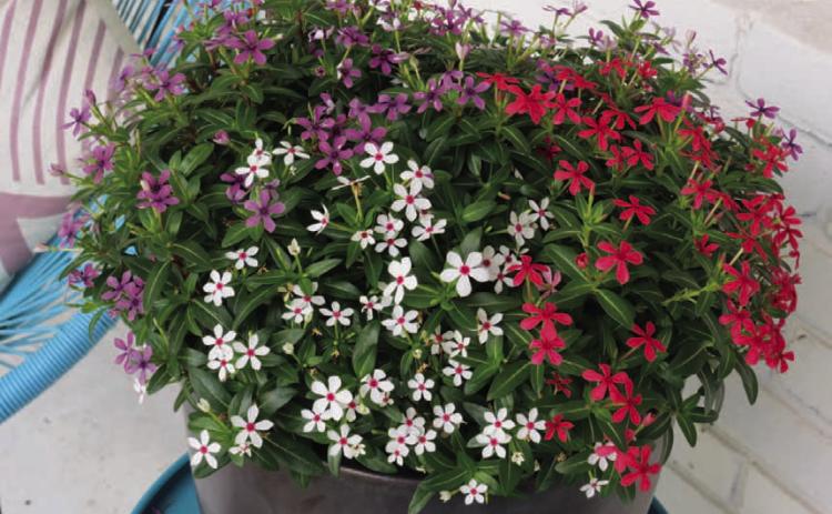 This container garden is planted with the Lady Liberty Mix of Soiree Kawaii vincas. COURTESY PHOTO | SUNTORY FLOWERS