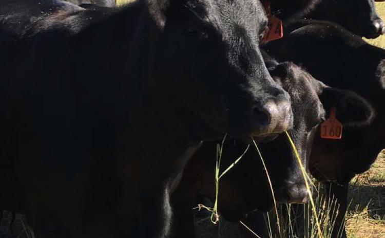 Regenerative agriculture aims to improve the long-term health of soil and farmland, often with an emphasis on biodiversity and erosion mitigation. file photo
