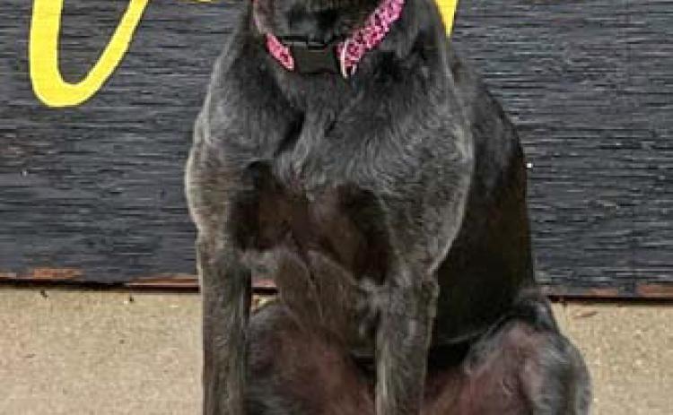 courtesy photo Happy is the campus dog at Hanna Springs Elementary. Principal Lindsay Duhon says the name suits the dog, who even appears to smile at students.