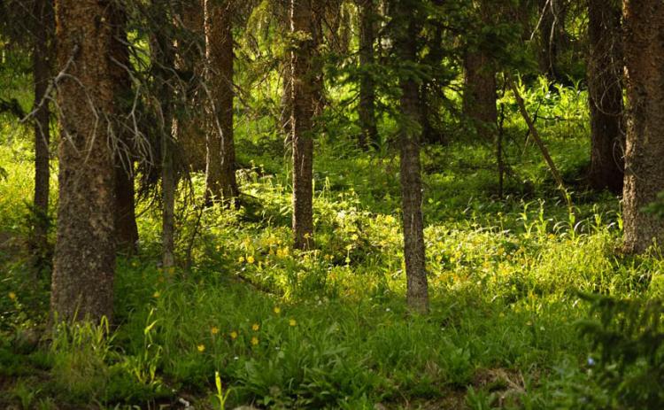 The science behind ‘forest bathing’