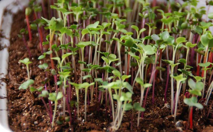 Microgreens are fast-growing, easy-to-grow, nutrient-dense greens that can be grown indoors and do not require much space or special equipment. COURTESY PHOTO | MELINDAMYERS.COM