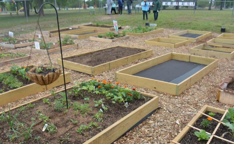 Dozens of residents braced the cold weather Saturday to check out the Lampasas Community Garden. Plots like those shown above are available for rent to those interested in gardening. MONIQUE BRAND | DISPATCH RECORD