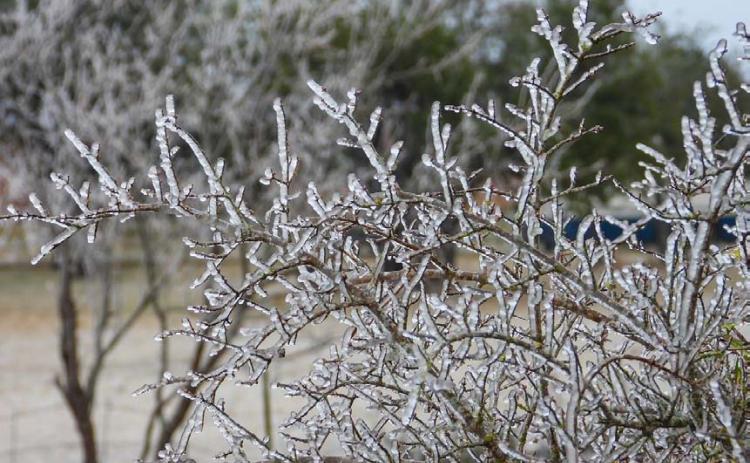 Frozen precipitation can be seen covering this bush on a Lampasas County residence. MEGHAN JAMES | COURTESY PHOTO