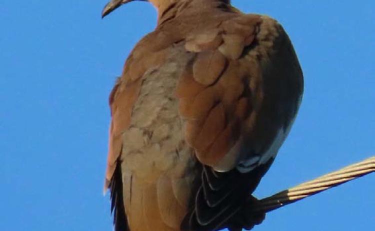 Dove season continues through Jan. 14 in Texas Parks and Wildlife Department’s Central Zone, which includes Lampasas County. KAYE MCDANIEL | COURTESY PHOTO